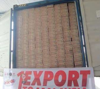ILUSTRASI. Momogi ekspor
